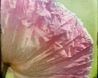 Pink Green Flower Photograph--Pink Poppy--Fine Art