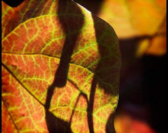 Red Chartreuse Leaves Photograph--Chartreuse and Red--Fine Art