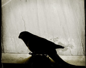 Bird Silhouette Photograph--Bird Silhouette II--TTV Fine Art