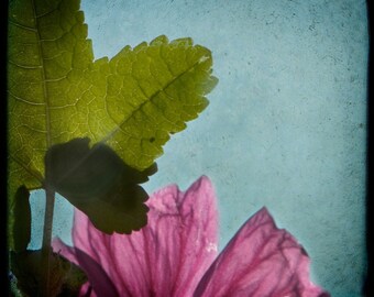 Blue Green Magenta Photograph--Leaf with Wildflower--TTV Fine Art