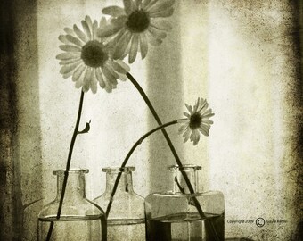 Yellow Grey Daisies Photograph--Truly I Do--TTV Fine Art
