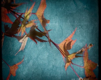 Blue Autumn Leaves Photograph--Fall Leaves Cascade--TTV Fine Art