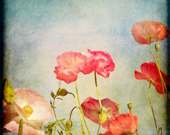 Blue Red Pink Flower Photograph--Painterly Poppies--Fine Art