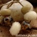 MOCHA LATTE BEAD Set - 6 Handmade Lampwork Beads