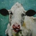 Cow 221 20x20 inch original oil painting by Roz
