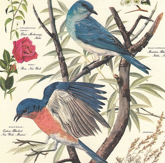 Vintage Arthur Singer BLUEBIRD Bird Botanical Print