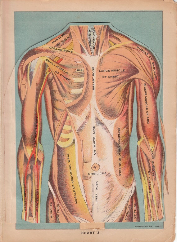 Antique Female Anatomy Fold Out Chart 1916 Book Page Color