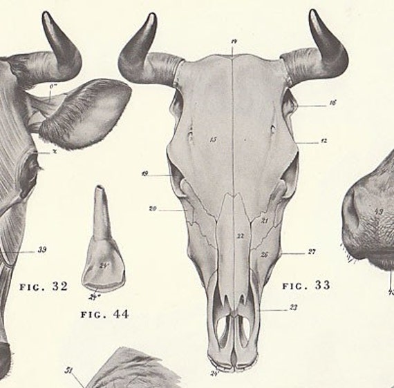 Set of 2 Vintage Illustrated COW and BULL Anatomy Skeleton diagram of cow bones 