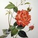 Vintage Redoute Red Rose Print - Rosa Indica Cruenta - French Flower