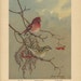 Vintage Bird Print - Purple Finch - Allan Brooks Lithograph