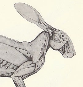 Set of 2 Vintage Illustrated ANIMAL Anatomy Skeleton Book ear anatomy diagram projects 