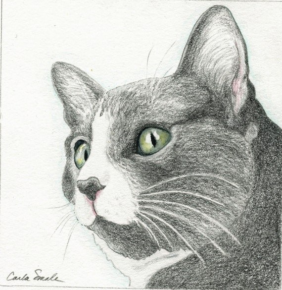 How To Draw A Tuxedo Cat : Tuxedo Cat Original Drawing Art-carla Smale ...
