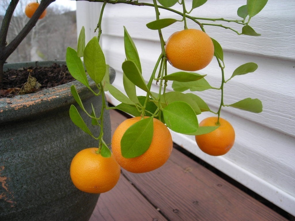 Grow an Indoor  Citrus  Tree  Kit Mini  Orange Tree  Seeds