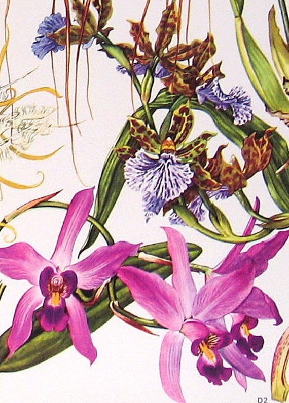 1970 Vintage Botanical Prints Orchids