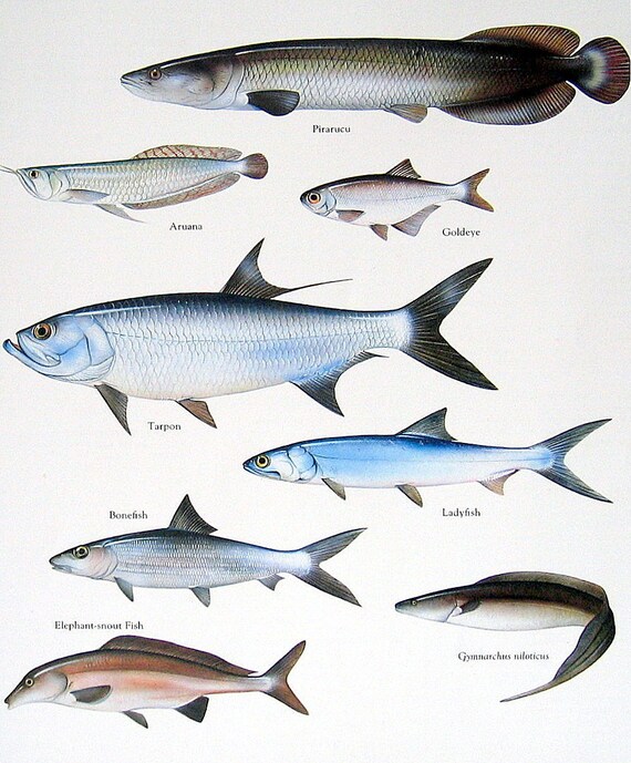 Pirarucu Tarpon Ladyfish Bonefish Vintage 1984 Fish Book
