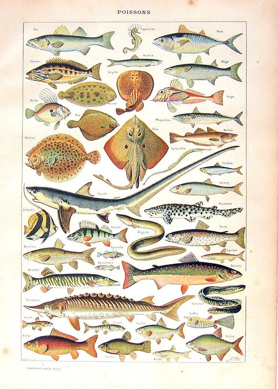 Fish Poissons Antique French Dictionary Engraving 1908