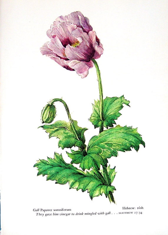 Opium Poppy Vintage 1957 Botanical Print with by mysunshinevintage
