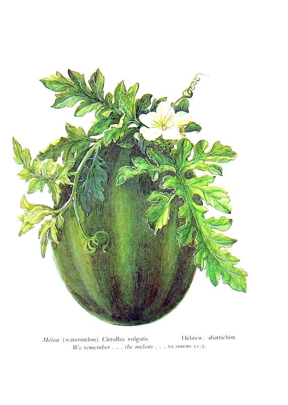 Melon or Watermelon Vintage 1957 Botanical Print with Bible