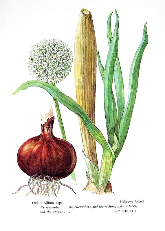 Onion Vintage 1957 Botanical Print with Bible Verse Book
