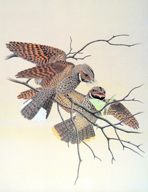 1989 Vintage Bird Illustration Whippoorwill by mysunshinevintage