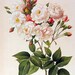 Noisette Rose, Monthly Rose Redoute 2 Sided Vintage Roses Book Plate p122