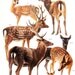 True Deer 1972 Vintage Encyclopedia Print Book Plate P5