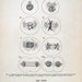 1918 Human Anatomy Illustration Embryology, The Ovum