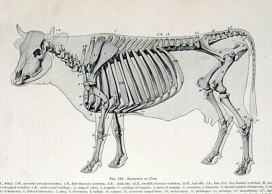 1917 Anatomy Illustration Skeleton of the Ox by ... diagram of cow bones 