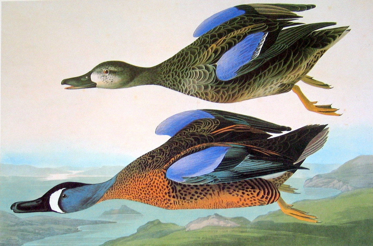 American Wigeon and Blue Winged Teal 1981 Large Audubon 2