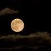 The Full Cold Moon - 5x7 Photograph