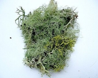 Moss Lichen Terrarium Natural Authentic Forest