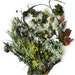 Lichen Moss Terrarium Supplies Twigs Forest Collection No.2 Photography