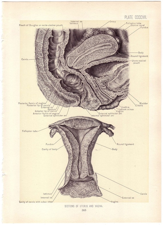 1899 Antique UTERUS and VAGINA Illustration