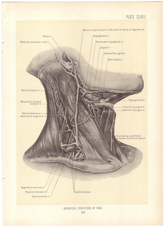 1899 Antique SUPERFICIAL STRUCTURES of NECK Surgical Anatomy