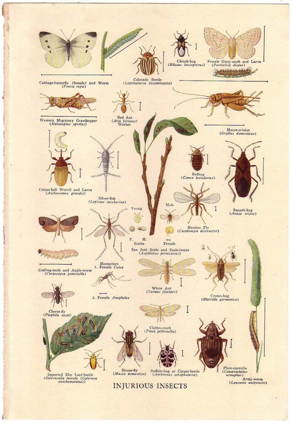 types static diagram Encyclopedia Vintage 1927 Illustration INJURIOUS INSECTS