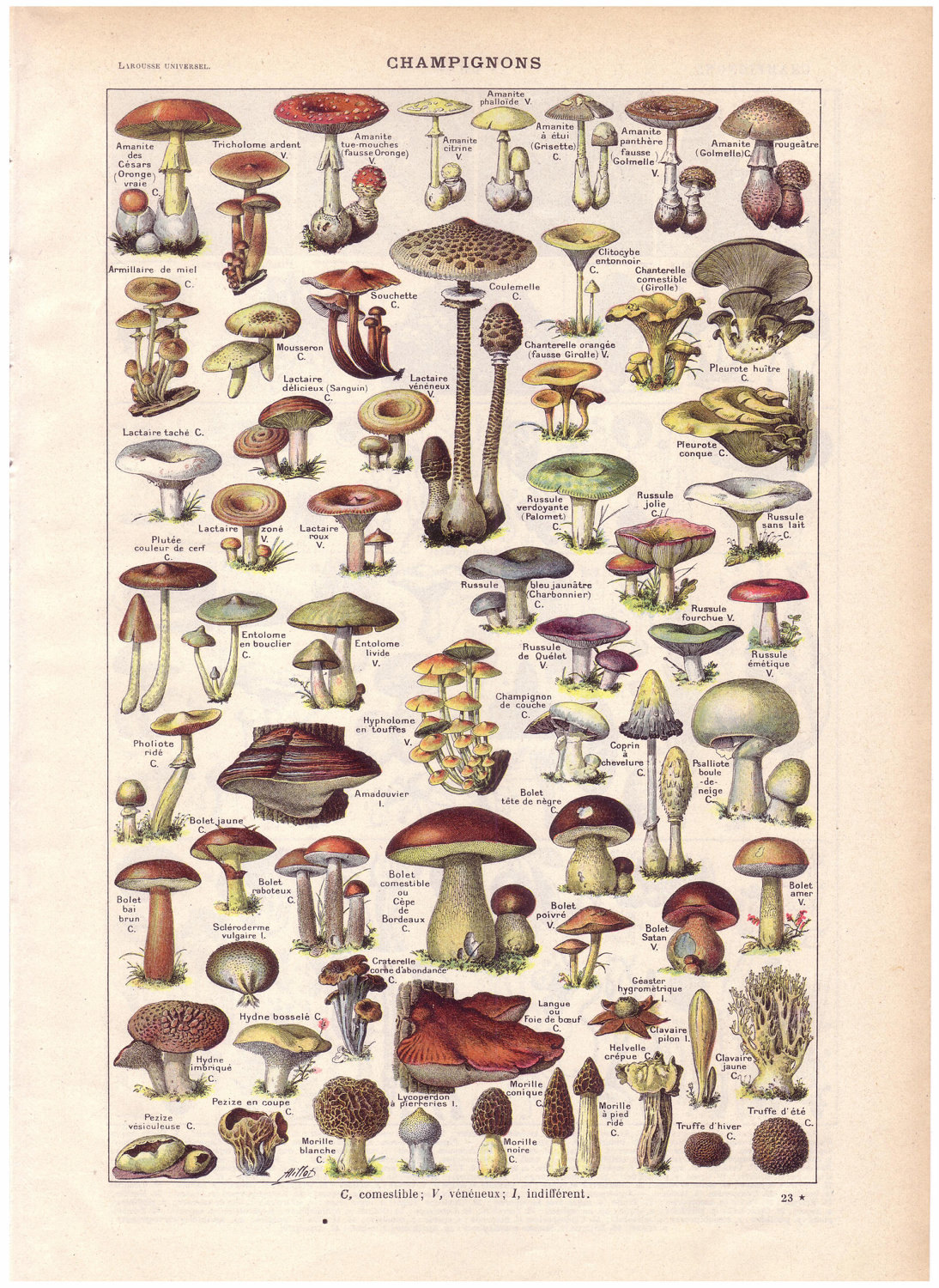 Vintage Mushrooms 40