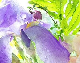 Iris Card, Purple, Chartreuse, Flower Photo Card, Blank Card, Floral Art, Mothers Day Card