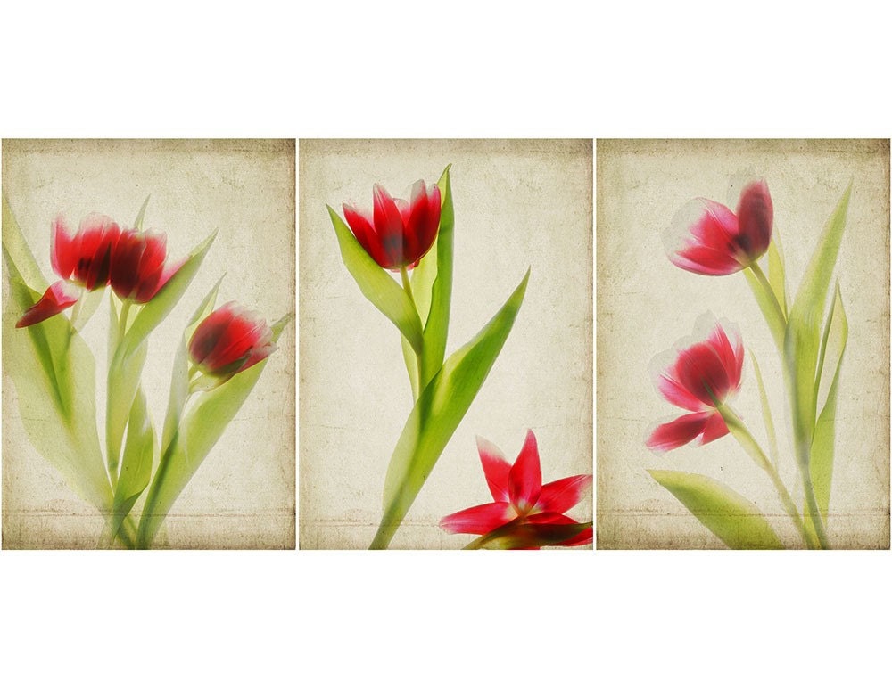 Three Red Tulip Botanical Prints Scanned Flower Art Floral