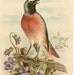 Vintage 1908 Easter post Card Easter bird