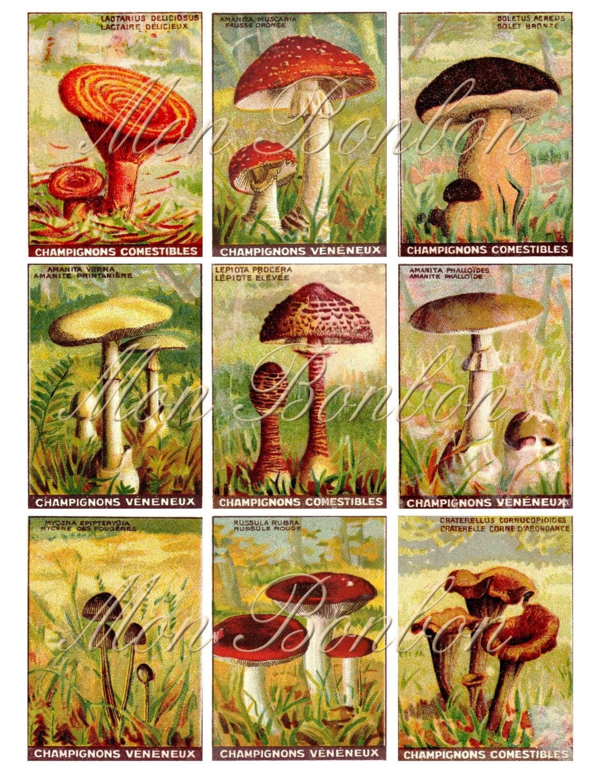 Digital Vintage Ephemera Collage Sheet Mushrooms and by monbonbon