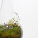 Cemeterium MOSS DROP Hanging Terrarium kit