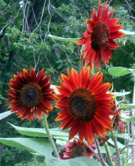 Velvet Queen Sunflower Helianthus Annuus Organic Heirloom