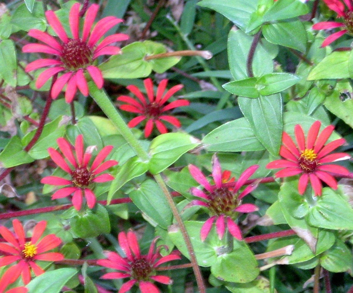 Red Spider Zinnia Zinnia tenuifolia Organic Heirloom Seeds