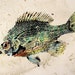 Hand colored Original Bluegill ... GYOTAKU fish Art rubbing on gold swirl paper