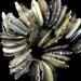 DSG Beads Handmade Organic Lampwork Glass-Custom Order For Bobby