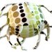 Retro Dots ZadyBall(TM) - Brown, Green, White