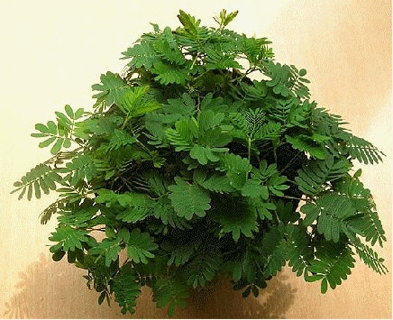 Items similar to Mimosa Pudica Sensitive Plant Seeds Kids ...