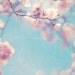 Whispers - 8x8 photo, pink blossoms, pale blue sky, spring, nature photography, cherry blossoms, flower photography, shabby chic decor