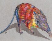 Items similar to Gray-Faced Giant Elephant-Shrew (Sengi) (Rhynchocyon