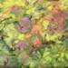 Kaleidoscope Green and Lavender Solid Batik by Anthology Fabrics - 1-2/3 Yard -LAST PIECE-